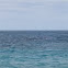 Common Bottlenose Dolphin