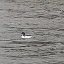 Goosander