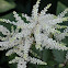 astilbe