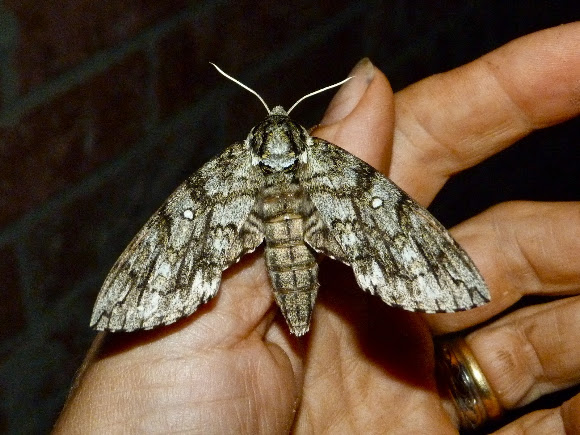 Spotting Image 1