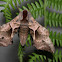 Eyed-hawk-moth
