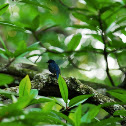 Mangrove Blue Flycatcher