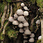 Creeping Crumble Cap