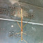 Strong Stick Insect (10 inch stick)
