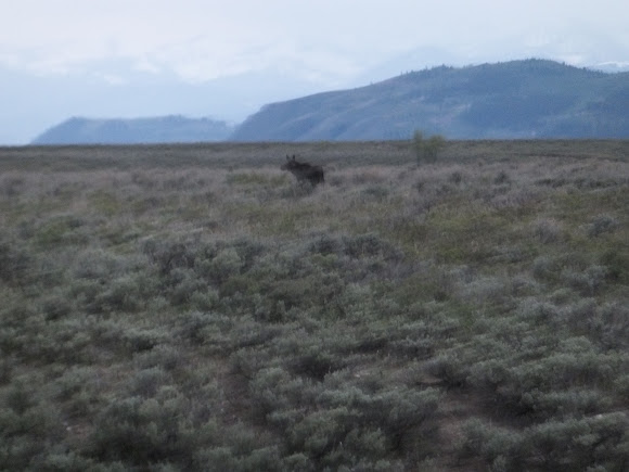 Spotting Image 1