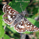 Indian Skipper