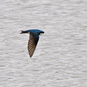 Tree Swallow