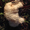 Bearded tooth fungus