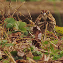 Song Sparrow
