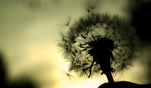 How to install Dandelion Live Wallpaper 1.0 mod apk for bluestacks