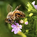 Western Honey Bee