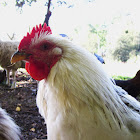 crazy chicken