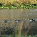 spot billed duck