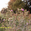 Scotch Thistle