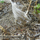 Snake skin