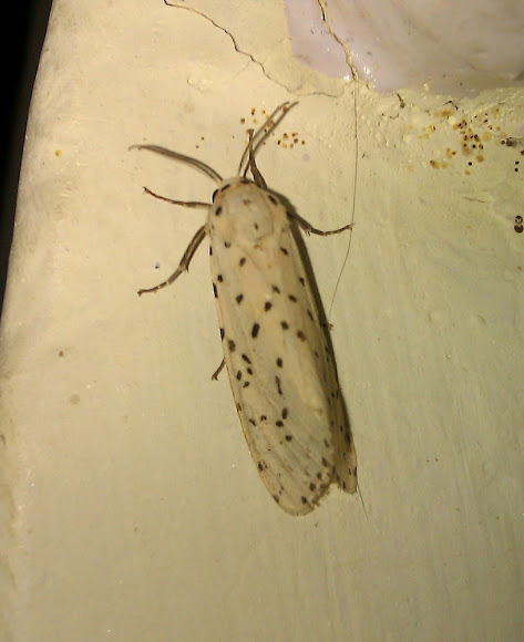 Spotting Image 1