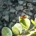Fiery Skipper
