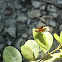 Fiery Skipper