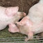 Sus domestica (Cerdos. Pigs)