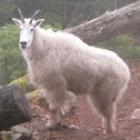 Mountain Goat