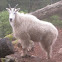 Mountain Goat
