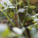 Caterpillar