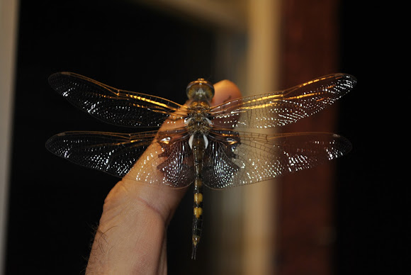 Spotting Image 1