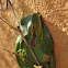 Mediterranean tree frog