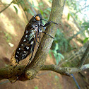Cicada