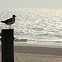 Laughing Gull