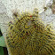 Caterpillar