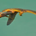 Newt