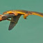 Newt