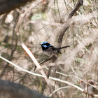 Superb Fairywren