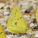 Clouded Sulphur
