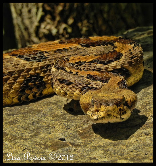 Spotting Image 1