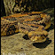 Timber Rattlesnake