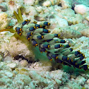 Yamasus Trinchesia