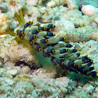 Yamasus Trinchesia