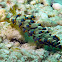 Yamasus Trinchesia