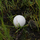 Coprinus niveus