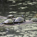 River Cooter