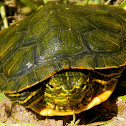 Red-eared Slider