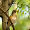 African Thrush