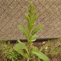 Common Mullein