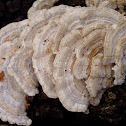 Shelf fungus