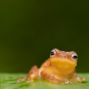 Yellow Bush Frog