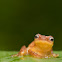 Yellow Bush Frog