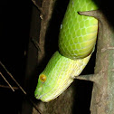 White-lipped Pitviper
