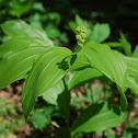 False Solomon's Seal